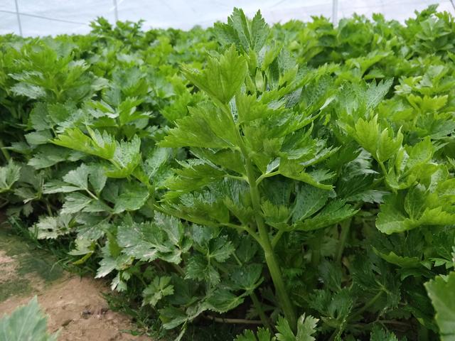种芹菜，掌握3点，防止早抽薹提高品质，冬春种植要注意