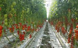 日本西红柿种植技术(我眼中的日本设施番茄栽培)