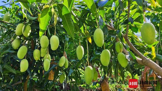 四川会东县千亩椰香芒果丰收 一个村产值就达50万元