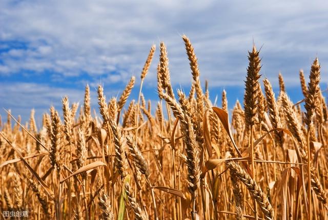 一亩地一年地租800元，种植小麦和玉米，除去成本纯利润剩多少？