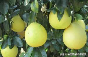柚子树种植环境(柚子种植环境条件)