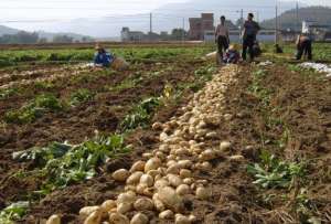 反季节蔬菜种植利润(种植大户靠反季节土豆成功致富，680亩地总产值可达450万)