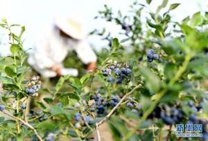 河北蓝莓种植(河北滦州：蓝莓采摘正当时)
