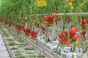 荷兰草种植(荷兰番茄栽培亩产达十万斤，原来靠的都是这项技术)