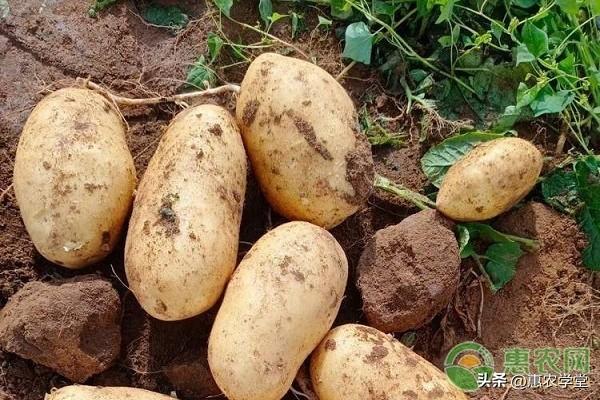 土豆种植盈利实况：种50亩农田一年能赚多少？