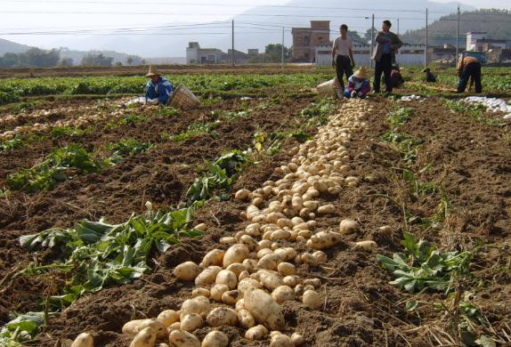 种植大户靠反季节土豆成功致富，680亩地总产值可达450万