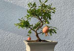 橘子种子怎么种植方法(不用买盆栽，“3种”水果种子，扔花盆里面，20天长成漂亮小盆景)