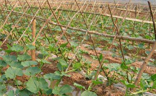 优质干面南瓜高产栽培技术，这些相关的知识，你掌握了吗？