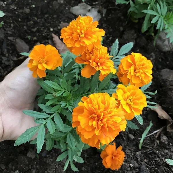 这4种花长得真漂亮，但是浑身带臭味！你愿意种吗？