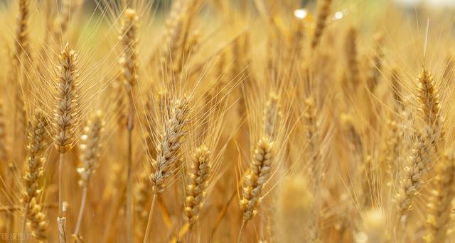 人类是什么时候开始种植小麦的？