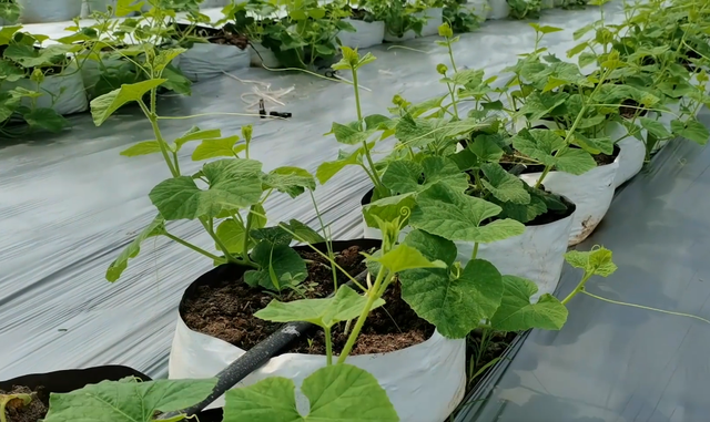 好用又耐用的种植袋，种番茄种黄瓜正合适，一亩栽种两千棵