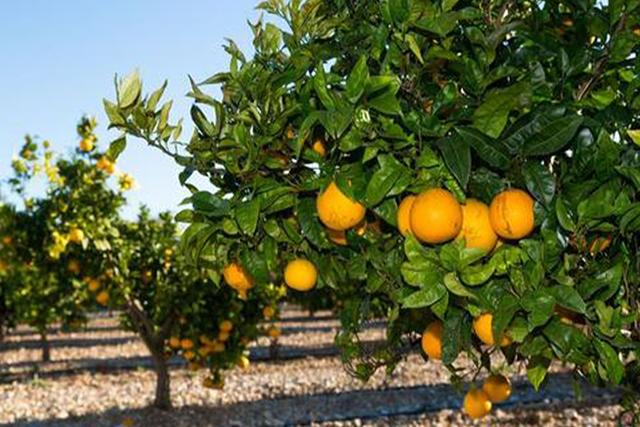 清甜可口的橙子，无论你是在南方还是北方，种植技巧也很简单