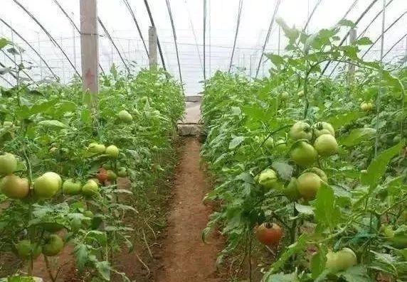 「农技」秋延迟番茄种植秘笈
