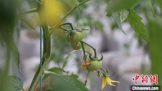 新疆兵团种植户黄沙里种出西红柿 有效减轻土传病虫害