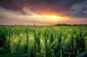 农户种植意向调查问卷(小麦种植与农民种植意愿的调查与分析)