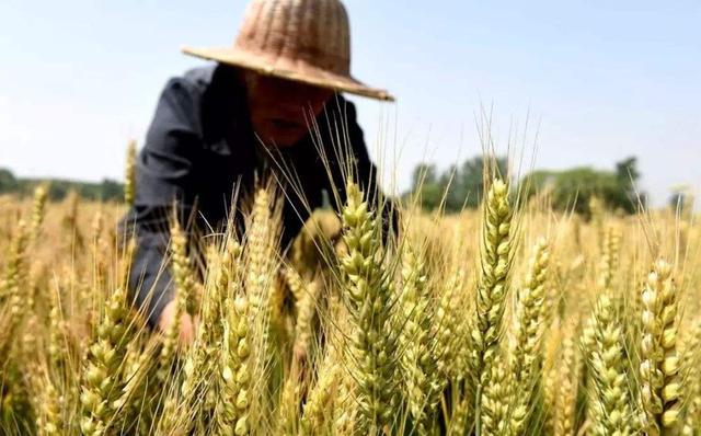 小麦种植与农民种植意愿的调查与分析