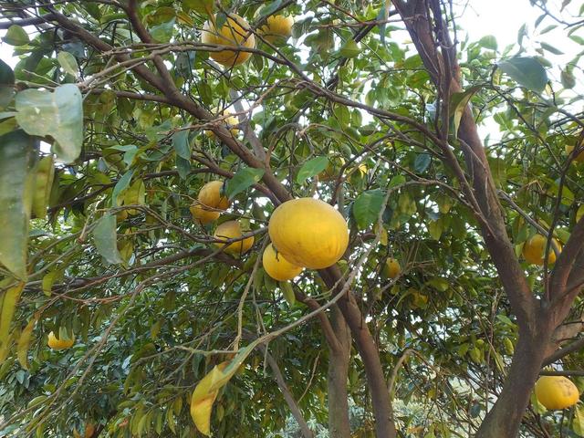 李子柒家的柚树没修剪，果实都掉了一地，要想柚树丰产需要咋修剪