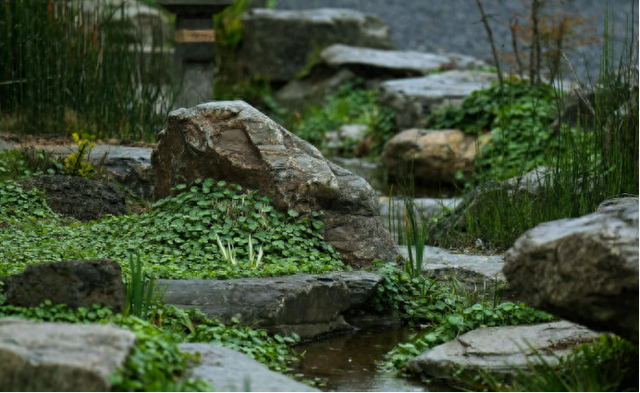 青岛装扮院花园设计│教你5种庭院立体绿化方法