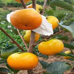 阳丰甜柿适应种植地方(4 个甜柿品种在桂林的引种表现)