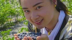 蓝莓苗种植基地(济南市最大蓝莓种植基地 帝沃丰钰生态园开始采摘了)