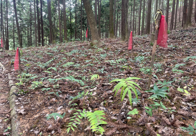 14个！浙江公布2023年度林下道地中药材种植基地名单