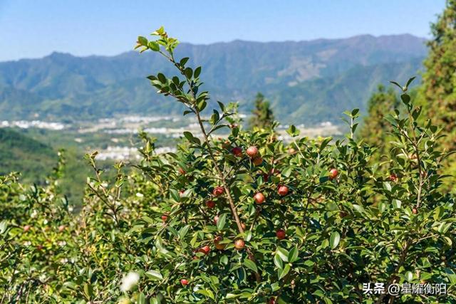 衡阳市衡南县油茶树种植每亩补贴标准