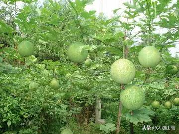 瓜蒌是种什么植物，生长习性及人工种植技术介绍