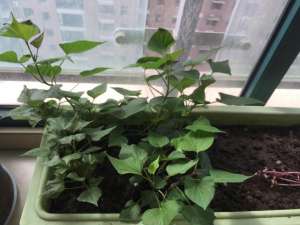 阳台地瓜的种植方法(秋天剪下1根红薯藤，插盆土里，一个冬天吃不完，收获一茬又一茬)