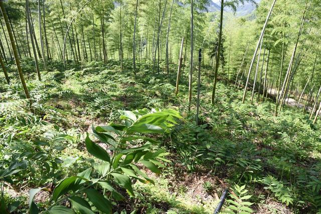 14个！浙江公布2023年度林下道地中药材种植基地名单