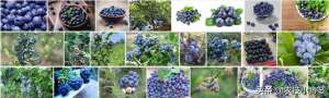 蓝莓种植气候(蓝莓栽培实用技术（一）：如何根据种植条件挑选合适的蓝莓品种？)