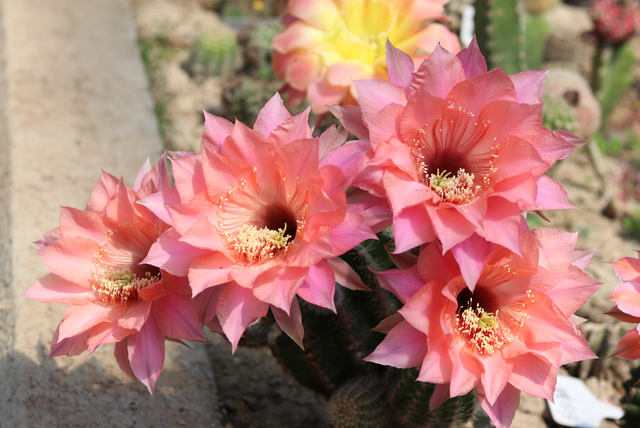 8种“勤奋花”，夏季花量大，开花漂亮又好养，持续开花到入冬