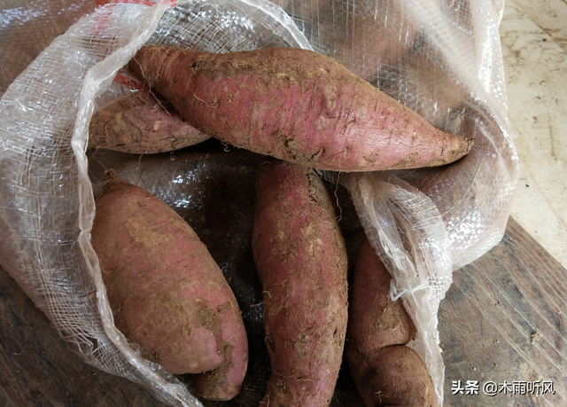 红薯怎么种植，产量高，质量优？