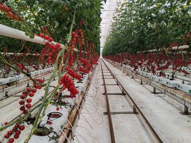 “植物工厂”构建现代农业，新疆实现全季节供应鲜果番茄