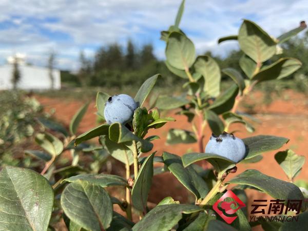 从蓝蓝梅到树莓，打造高原高科技特色农业 石林万家欢·蓝莓庄园成农旅融合的典范