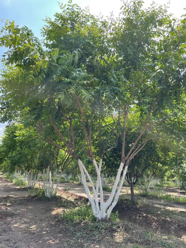 丛生栾树的种植技术