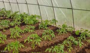 蕃茄秋季种植技术(秋季种植西红柿，做好这些管理，产量高病虫害又少)