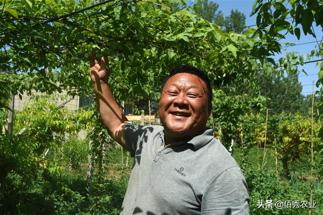 安徽农民引种南方水果，藤蔓极具观赏价值，果实媲美香蕉