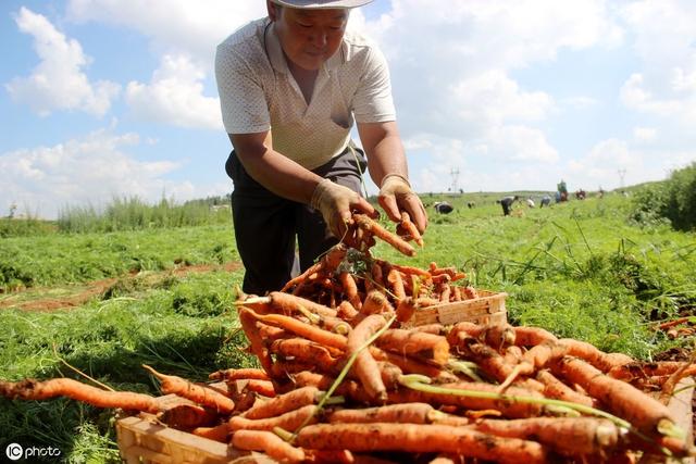 种植胡萝卜，掌握这套高产栽培技术，助你亩产超万斤