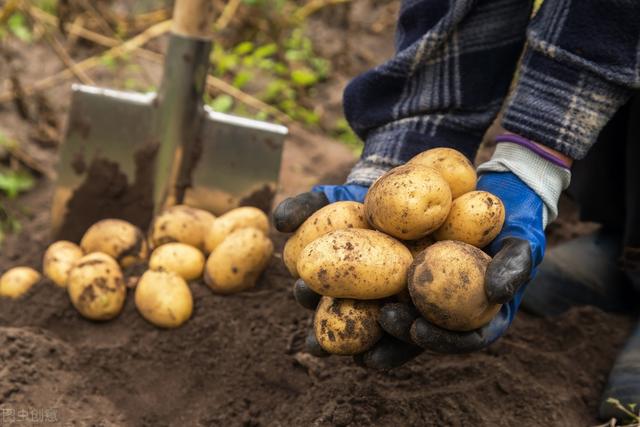 正确选择土豆品种产量高，播种时间不宜过早，合理确定收获时间