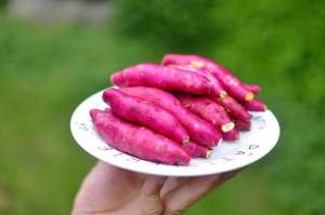 广东红薯种植每季成本(小甘薯一亩一年纯赚一万，40岁农村大姐承包千亩土地忙种植，啥样)