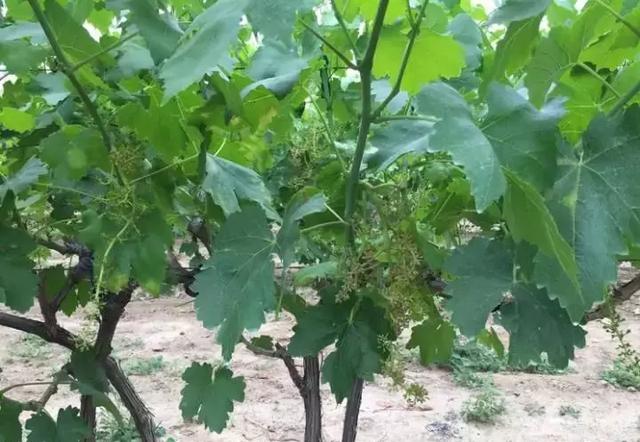 葡萄避雨栽培有利有弊，你真的懂吗？