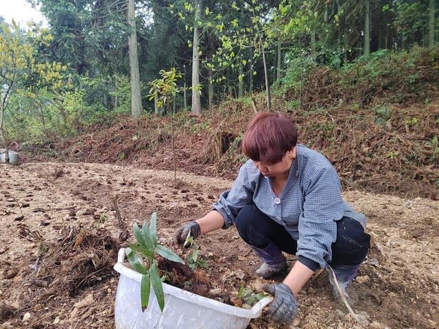 开阳县高寨乡：林下种植中药材 绿色发展出“妙招”