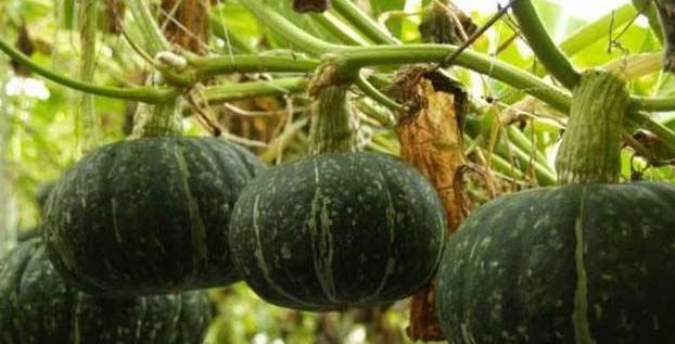 优质干面南瓜高产栽培技术，这些相关的知识，你掌握了吗？