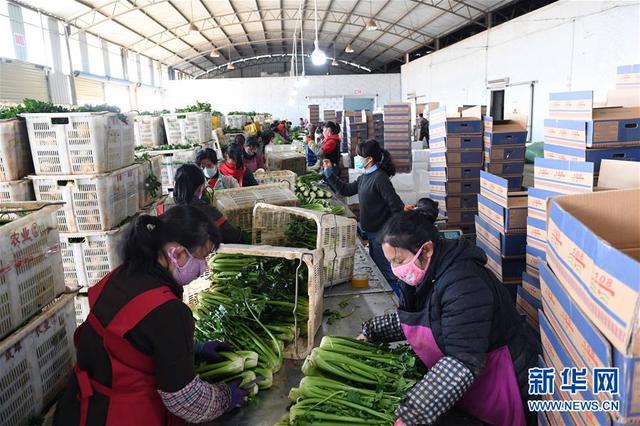 云南曲靖：发展蔬菜种植产业促农增收