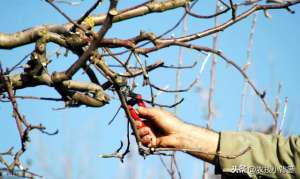 如何种植苹果树(不同树龄、树势、生长期的苹果树，需要不同的修剪方法，你会用吗)