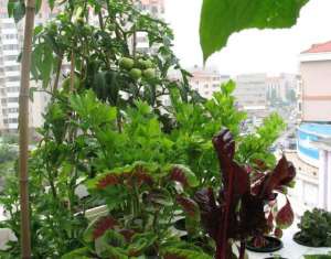 样种植(有露台、屋顶就种菜吧，南瓜番茄韭菜一天一个样，长势旺，吃不完)