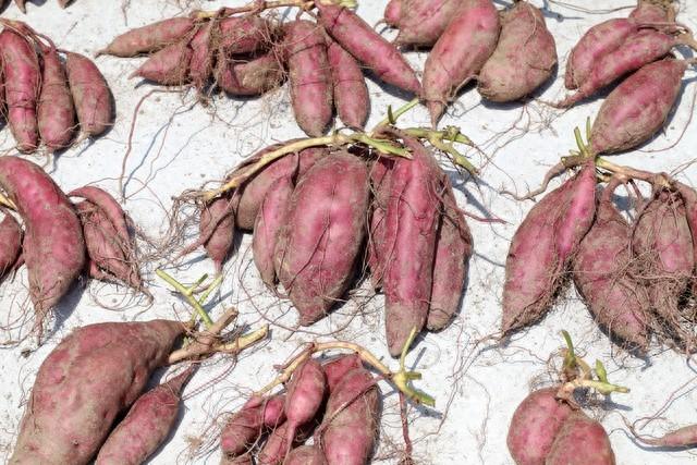 小万的姑姑和爸爸用土办法培育红薯秧苗