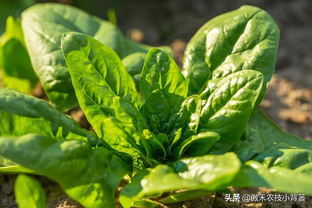 学会菠菜四季种植的管理技巧，出苗齐、长得快、产量大、品质好