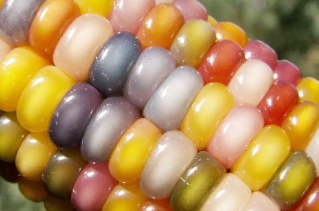 转基因玉米能种了？37个品种已获批，为什么一定要发展转基因？