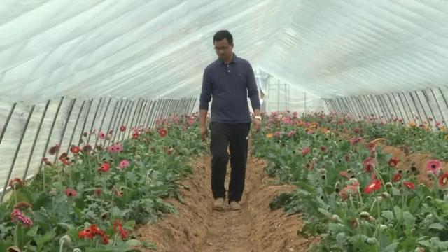 鲜切花需求量越来越大，他种的玫瑰亩产效益超2万，一年四季供货，年销量500万支！